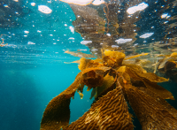 EMR - L'énergéticien suédois Vattenfall expérimente l'aquaculture dans ses parcs éoliens en mer